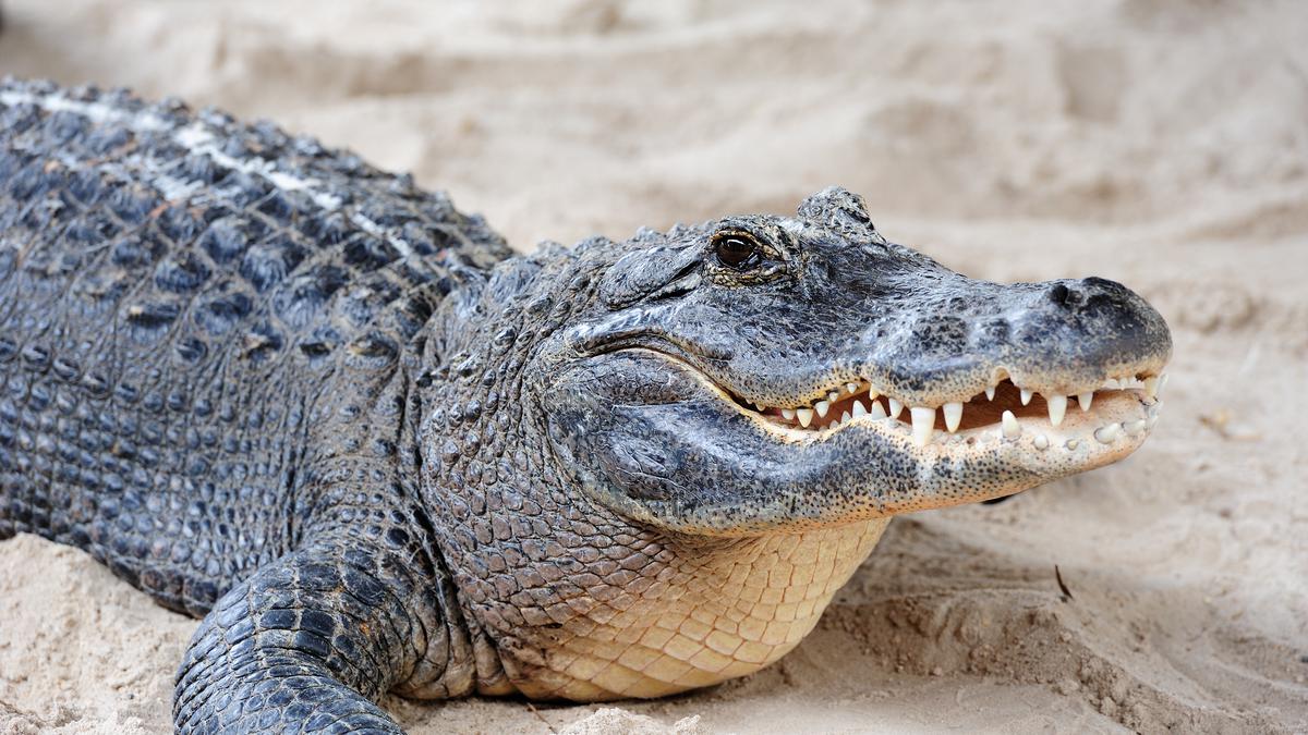 Aligator Bawa Potongan Tubuh Manusia Ini Ditembak Mati